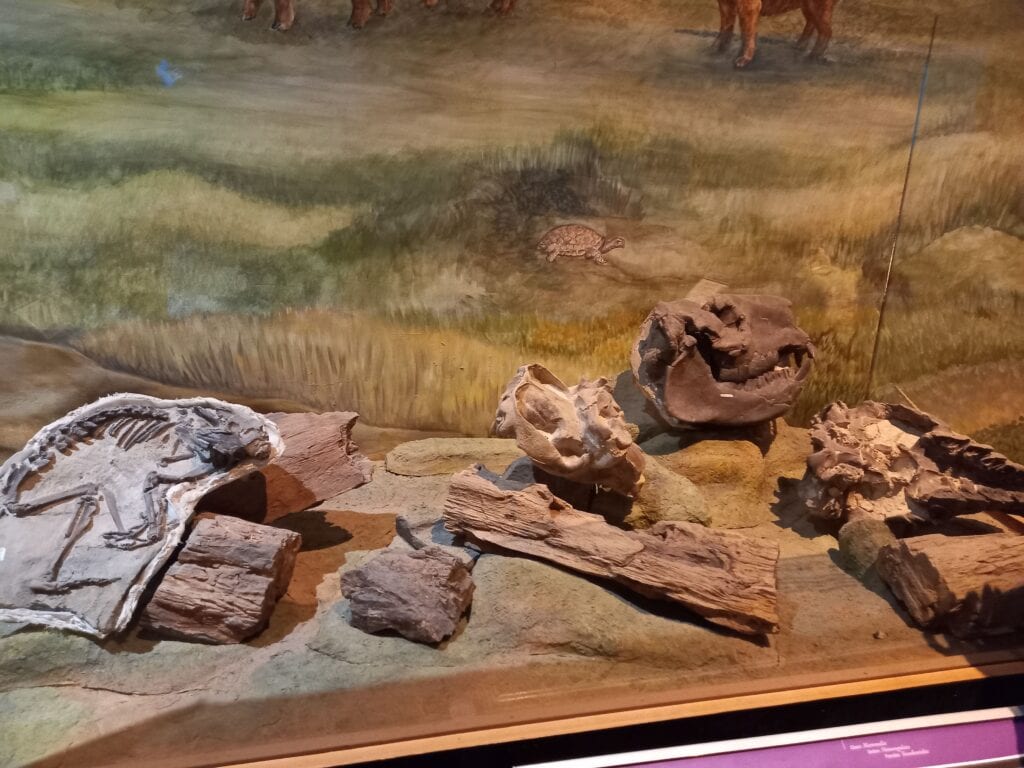 que hacer en trelew museo paleontologico 2