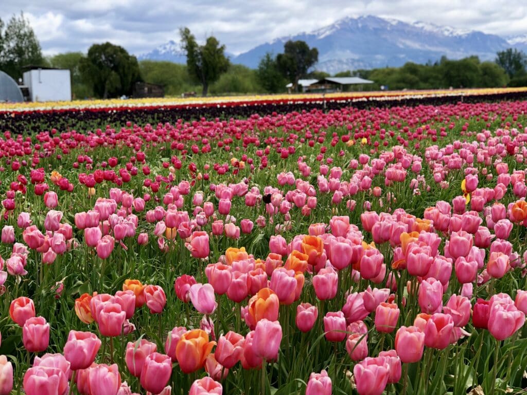 que hacer en trevelin campo de tulipanes